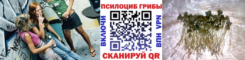 Галлюциногенные грибы Psilocybe  как найти закладки  Шатура 